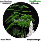 DwarfGiantFarm 100Pcs A Set Asparagus setaceus Seed