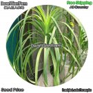 DwarfGiantFarm 100Pcs A Set Beaucarnea recurvata Seed