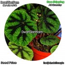 DwarfGiantFarm 100Pcs A Set Begonia masoniana Seed