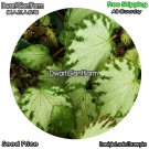DwarfGiantFarm 100Pcs A Set Begonia Silver Jewel Seed