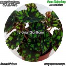 DwarfGiantFarm 100Pcs A Set Begonia Tiger Seed dgf-gypz-021021