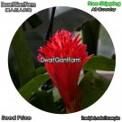 DwarfGiantFarm 100Pcs A Set Billbergia pyramidalis Seed