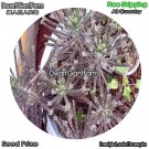 DwarfGiantFarm 100Pcs A Set Bryophyllum delagoense Seed