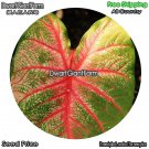 DwarfGiantFarm 100Pcs A Set Caladium bicolor Seed