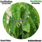 DwarfGiantFarm 100Pcs A Set Caladium hortulanum Seed