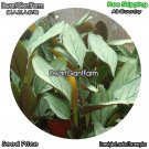 DwarfGiantFarm 100Pcs A Set Calathea leopardina Seed