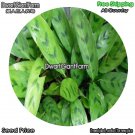 DwarfGiantFarm 100Pcs A Set Calathea leuconeura Seed