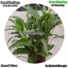 DwarfGiantFarm 100Pcs A Set Calathea rufibara Seed