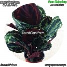DwarfGiantFarm 100Pcs A Set Calathea veitchiana Seed