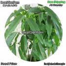 DwarfGiantFarm 100Pcs A Set Castanospermum australe Seed