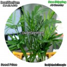 DwarfGiantFarm 100Pcs A Set chamaedorea elegans Seed