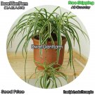 DwarfGiantFarm 100Pcs A Set Chlorophytum  comosum variegaturn Hort  Seed