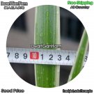 DwarfGiantFarm 100Pcs A Set Chlorophytum malayense Seed
