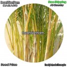 DwarfGiantFarm 100Pcs A Set Chrysalidocarpuslutescens Seed