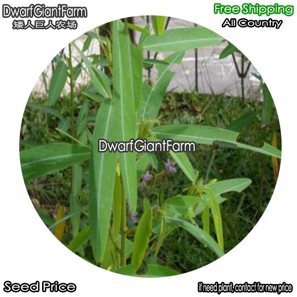 DwarfGiantFarm 100Pcs A Set Codariocalyx motorius Seed