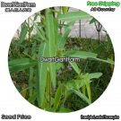 DwarfGiantFarm 100Pcs A Set Codariocalyx motorius Seed