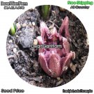 DwarfGiantFarm 100Pcs A Set Common Sapidistra Seed