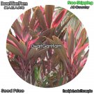 DwarfGiantFarm 100Pcs A Set Cordyline fruticosa Seed