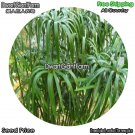 DwarfGiantFarm 100Pcs A Set Cyperus alternifolius Seed