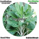 DwarfGiantFarm 100Pcs A Set Dieffenbachia leopoldii Bull Seed