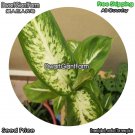 DwarfGiantFarm 100Pcs A Set Dieffenbachia picta Lodd Seed