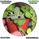 DwarfGiantFarm 100Pcs A Set Dischidianummularia Seed