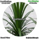 DwarfGiantFarm 100Pcs A Set Dracaena angustifolia Seed