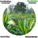 DwarfGiantFarm 100Pcs A Set Dracaena deremensis Roehrs Gold Seed