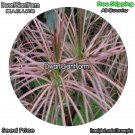 DwarfGiantFarm 100Pcs A Set Dracaena marginata Seed