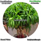 DwarfGiantFarm 100Pcs A Set Dracaena reflexa Seed