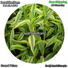 DwarfGiantFarm 100Pcs A Set dracaena sanderiana golden edge Seed