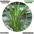 DwarfGiantFarm 100Pcs A Set Draceana arborea Seed