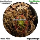 DwarfGiantFarm 100Pcs A Set Drosera nitidula pulchella Seed