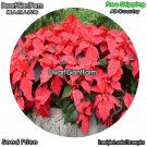 DwarfGiantFarm 100Pcs A Set Euphorbia Seed dgf-gypz-061061