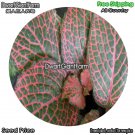 DwarfGiantFarm 100Pcs A Set Fittonia verschaffeltii Seed