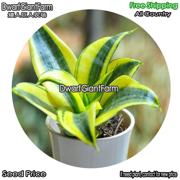 DwarfGiantFarm 100Pcs A Set Gold edge small leaf S.trifasciatavar.laurentii Seed