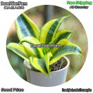 DwarfGiantFarm 100Pcs A Set Gold edge small leaf S.trifasciatavar.laurentii Seed