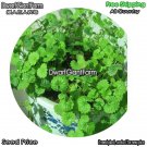 DwarfGiantFarm 100Pcs A Set Ground Ivy common glechoma Seed