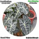 DwarfGiantFarm 100Pcs A Set Herba Monachosori Henryi Seed