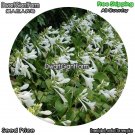 DwarfGiantFarm 100Pcs A Set Hosta plantaginea Aschers Seed