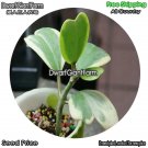 DwarfGiantFarm 100Pcs A Set Hoya kerrii var. variegata Seed