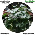 DwarfGiantFarm 100Pcs A Set Hydrocotyle vulgaris Seed