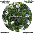 DwarfGiantFarm 100Pcs A Set Jade Plant Seed dgf-gypz-071071