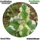 DwarfGiantFarm 100Pcs A Set Mantha rotundifolia Variegata Seed