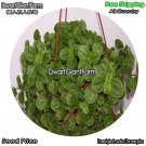 DwarfGiantFarm 100Pcs A Set Melissa Officinalis Seed dgf-gypz-073073