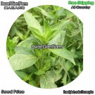 DwarfGiantFarm 100Pcs A Set Mentha haplocalyx Seed dgf-gypz-074074