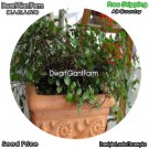 DwarfGiantFarm 100Pcs A Set Muehlewbeckia complera Seed