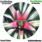 DwarfGiantFarm 100Pcs A Set Nidulariumfulgens Seed