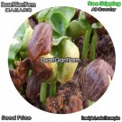 DwarfGiantFarm 100Pcs A Set Pachira macrocarpa Seed
