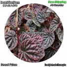 DwarfGiantFarm 100Pcs A Set Peperomia caperata Seed